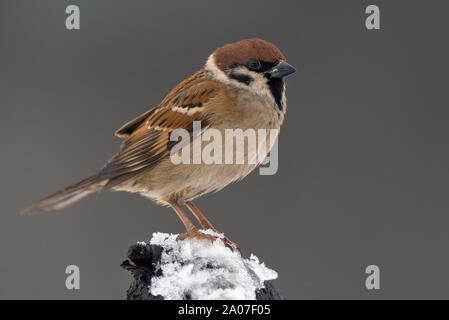 Eurasian Tree Sparrow stands out on the very top of small snow covered branch in dull winter day Stock Photo