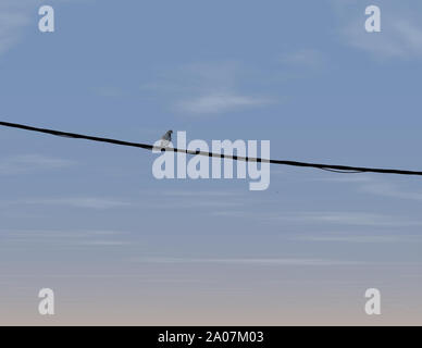 Single dove on a wire with cloudscape in the background . Stock Photo Stock Photo