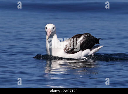 Northern Royal Albatross (Diomedea epomophora sanfordi) adult on sea, endangered species  Valparaiso, Chile            January Stock Photo