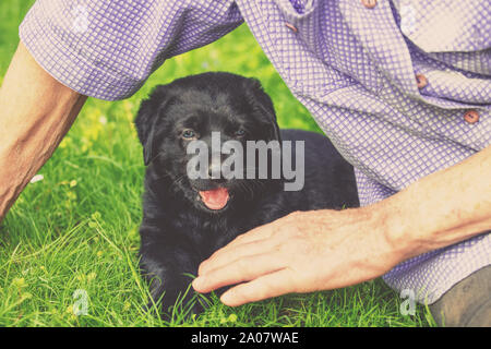 An elderly man with the little black puppy of labrador retriever outdoors. The man sitting on the grass and petting the dog Stock Photo