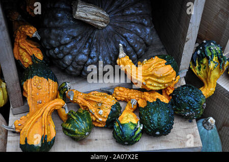 Colourful displays of ornamental pumpkins and gourds Stock Photo