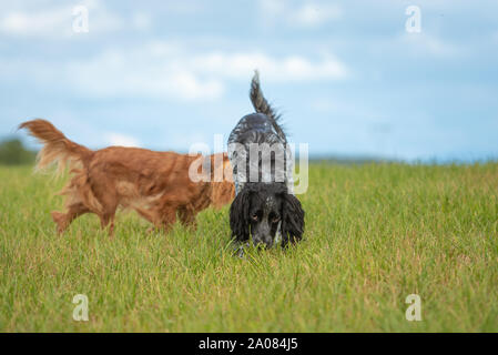 Two dogs are busy outdoors on the meadow with their nose and follow a track Stock Photo