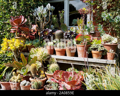 East Ruston Old Vicarage Gardens - a wide range of succulents planted in pots provides a varied display of species and varieties. Stock Photo