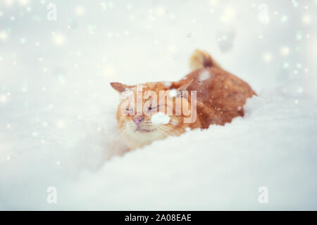 Ginger cat sneaks in deep snow with snowfall in winter Stock Photo