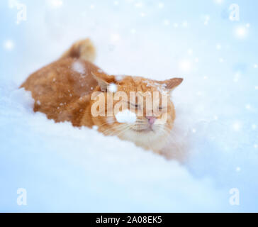 Ginger cat sneaks in deep snow with snowfall in winter Stock Photo