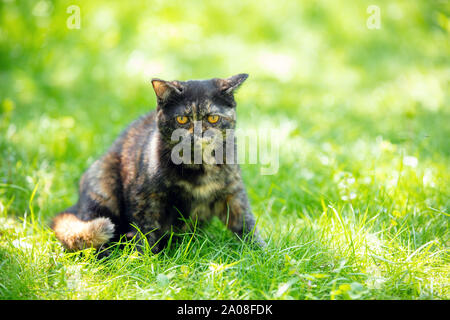 Beautiful little tortoiseshell kitten sitting on the grass in a summer garden Stock Photo
