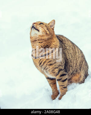 The striped cat sits on the snow in snowy winter Stock Photo