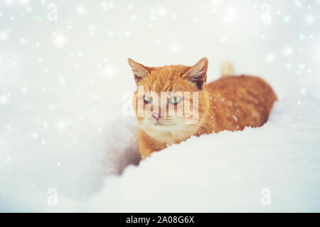 Ginger cat sneaks in deep snow with snowfall in winter Stock Photo