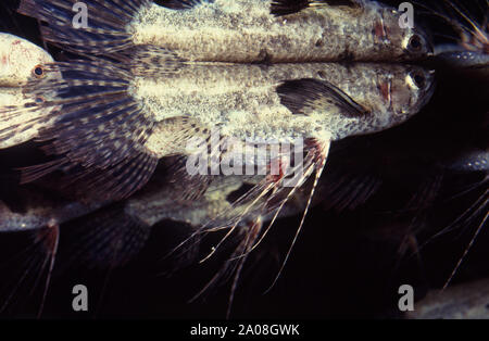 African butterflyfish, Pantodon buchholzi Stock Photo