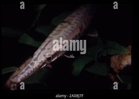 Spotted gar, Lepisosteus oculatus Stock Photo