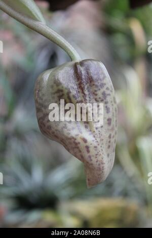 Beautiful black purple stanhopea, stan, Stanhopea nigroviolacea, upside down orchid blossom bud. Stock Photo