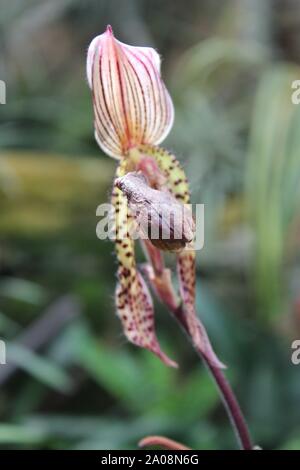 Beautiful Cypripedioideae, lady's slipper orchid, lady slipper orchid, slipper orchid, Venus slipper Stock Photo