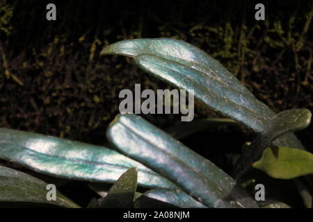 Very rare and unusual blue fern, oil fern, microsorum steerii, Microsorum thailandicum, Blue Strap Fern, Cobalt Fern, Scarab Fern, often seen in a nig Stock Photo