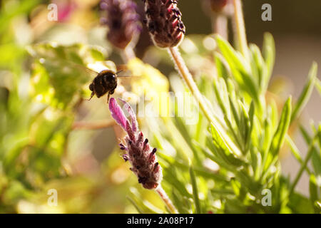 Honey Bee on Lavender Plant Pollinating & looking for Nectar Stock Photo