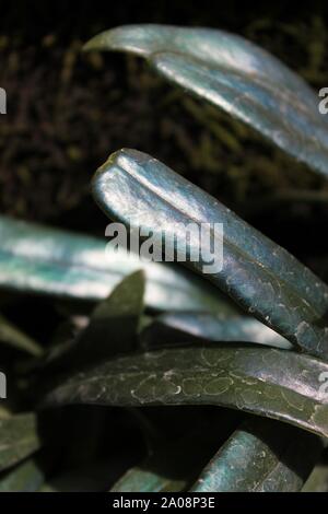 Very rare and unusual blue fern, oil fern, microsorum steerii, Microsorum thailandicum, Blue Strap Fern, Cobalt Fern, Scarab Fern, often seen in a nig Stock Photo