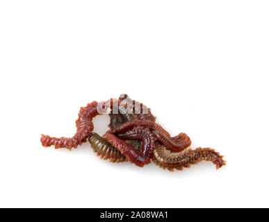 Animal Earth Red Worms for Fishing Isolated Stock Vector