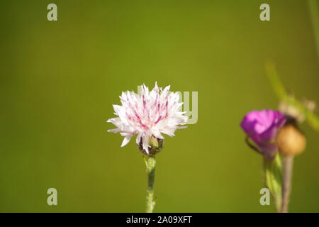 Colourful Wildflower, Colourful Wildflower, Green Background, Pink and White Flower, Field Scabious (Knautia Arvensis) Stock Photo