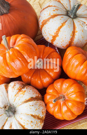 Directly above shot of an assortment of miniature whole pumpkins. Some are traditionally orange colored and some are white with stripes. Stock Photo