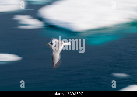 Motion study of birds in the Arctic Circle, Nordaustlandet, Svalbard, Norway Stock Photo