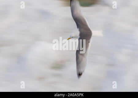 Motion study of birds in the Arctic Circle, Nordaustlandet, Svalbard, Norway Stock Photo