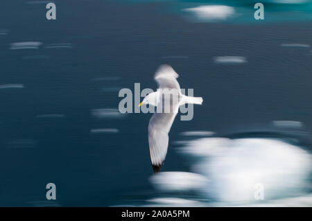 Motion study of birds in the Arctic Circle, Nordaustlandet, Svalbard, Norway Stock Photo