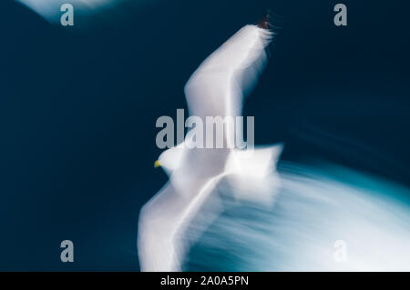 Motion study of birds in the Arctic Circle, Nordaustlandet, Svalbard, Norway Stock Photo