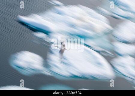 Motion study of birds in the Arctic Circle, Nordaustlandet, Svalbard, Norway Stock Photo