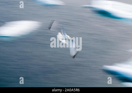 Motion study of birds in the Arctic Circle, Nordaustlandet, Svalbard, Norway Stock Photo