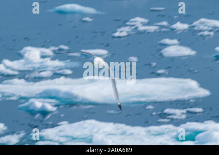 Motion study of birds in the Arctic Circle, Nordaustlandet, Svalbard, Norway Stock Photo