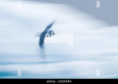 Motion study of birds in the Arctic Circle, Nordaustlandet, Svalbard, Norway Stock Photo