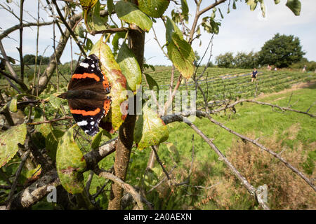 Red admiral butterfly sunning itself on a fruit tree with people wandering in the fields behind it. A late summer scene in rural Kent, England. Stock Photo