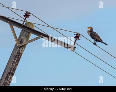 Cormorant (Phalacrocorax carbo) perched on telegraph wires next to a leaning telegraph pole, Cambridgeshire, England Stock Photo