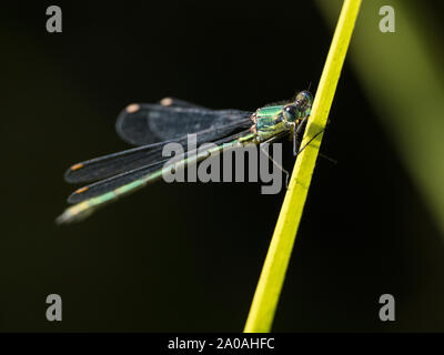 Male Willow Emerald damselfly (Chalcolestes viridis), Cambridgeshire, England, UK Stock Photo