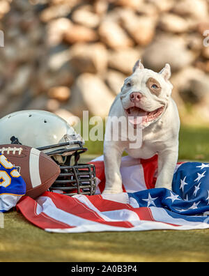 American Football Player With A Dog Posing On Camera In A Park Copy Space  Sports Banner Concept American Football Sport For The Protection Of Animals  Stock Photo - Download Image Now - iStock