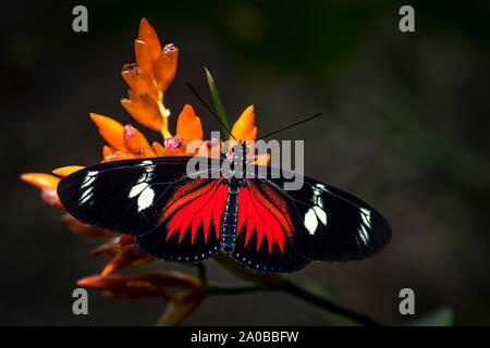 Red doris longwing butterfly image taken in the rain forest of Panama Stock Photo