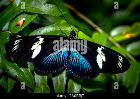 Blue doris longwing butterfly image taken in the rain forest of Panama Stock Photo