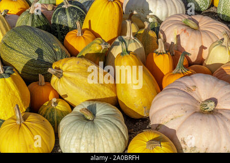 Autumn Color Pumpkin Mix in Farmers Market. Stock Photo