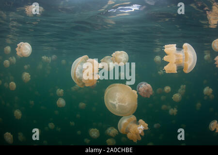 Endemic jellyfish, Mastigias sp., swim in a remote marine lake near Misool, Raja Ampat. This unique jellyfish species has recently speciated. Stock Photo