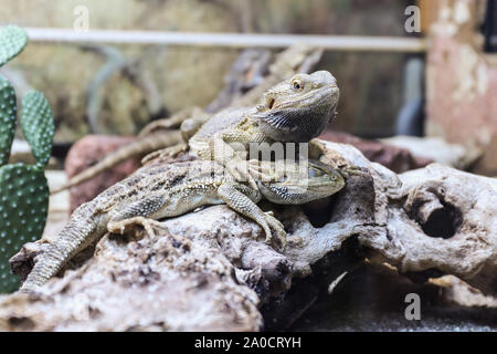 Two bearded agamas rest on a snag in a terrarium Stock Photo