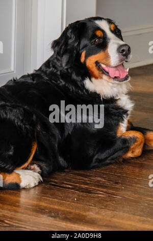 Two playful young Bernese Mountain dogs in backyard Stock Photo