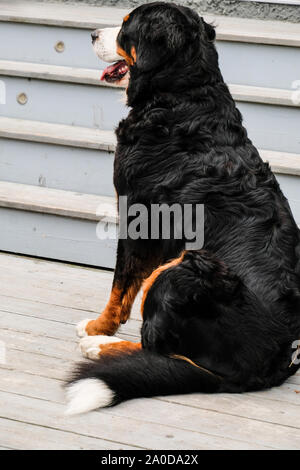 Two playful young Bernese Mountain dogs in backyard Stock Photo