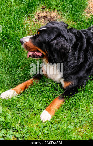 Two playful young Bernese Mountain dogs in backyard Stock Photo
