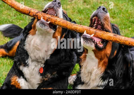 Two playful young Bernese Mountain dogs in backyard Stock Photo