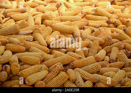 A heap of fresh corn drying on the sun. Stock Photo