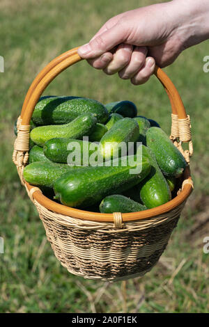 Farmer's male hand holds wicker basket with freshly picked with freshly picked organic farm-grown cucumbers on background of green grass in field Stock Photo