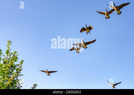A flock of Canada Geese (or a skein, as they are called while in flight) is viewed flying from a low angle as they approach against a light blue sky. Stock Photo