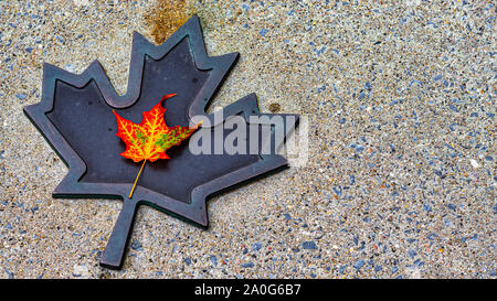 A maple leaf, red and orange as it has fallen from a tree at the end of summertime, is placed on a black iron cast of the same shape. Stock Photo