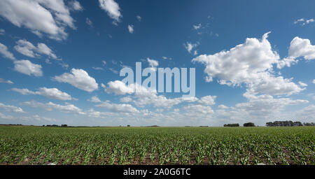 Corn field platation in Buenos Aires Argentina Stock Photo