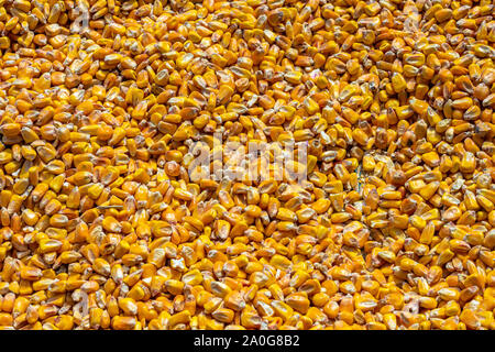 The frame is filled with dried corn kernels, showing their texture and assorted yellow colors. Stock Photo