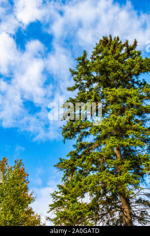 An evergreen tree is viewed from below as it stands against a blue sky dusted with clouds. Stock Photo